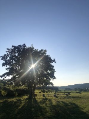arbre de Divali arbre de Divali